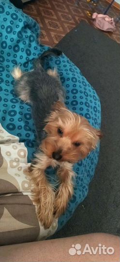 Йоркширский терьер вязка мальчик