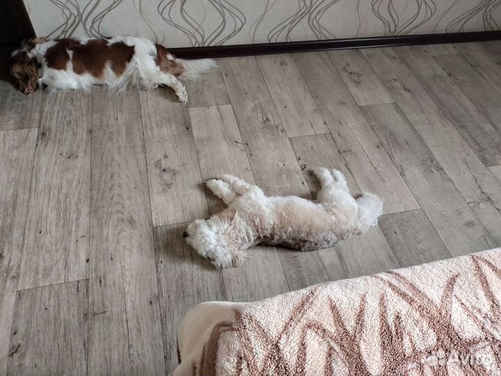 Домашняя передержка собак