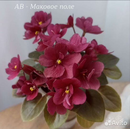 Фиалки лист на срез