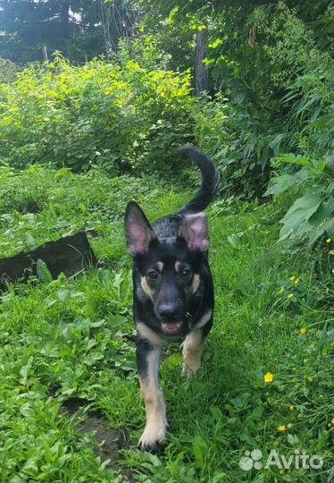 Мхат из леса (похож на овчаренка)