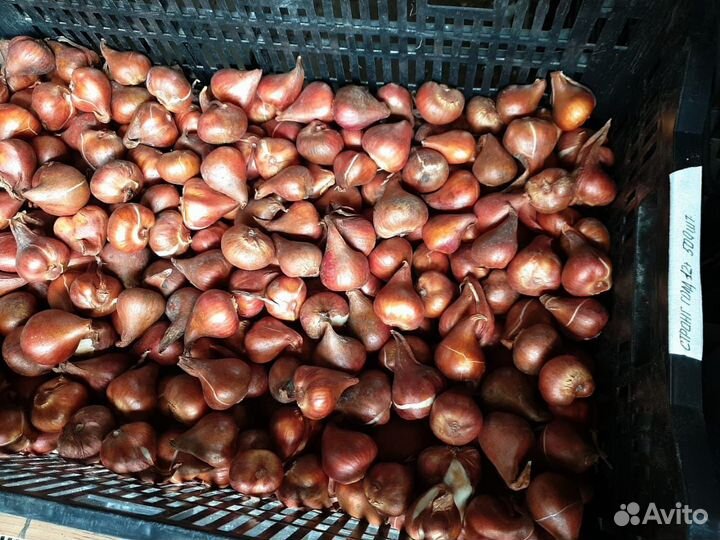 Луковицы тюльпанов для озеленения