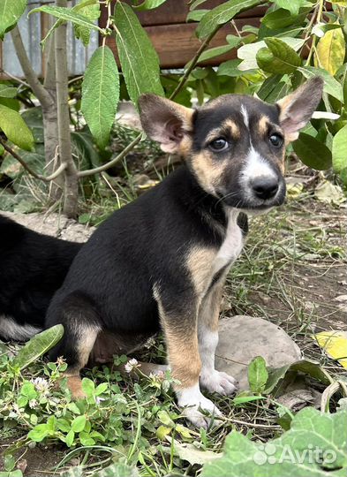 Щенки бесплатно в дар
