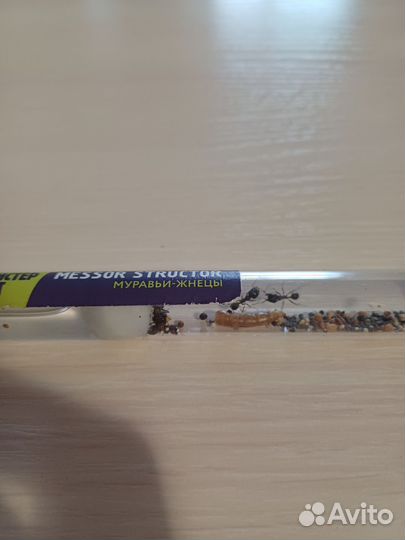 Муравьи для новичка Messor structor