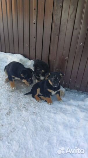 Замечательные щенки