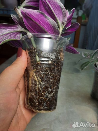 Традесканции