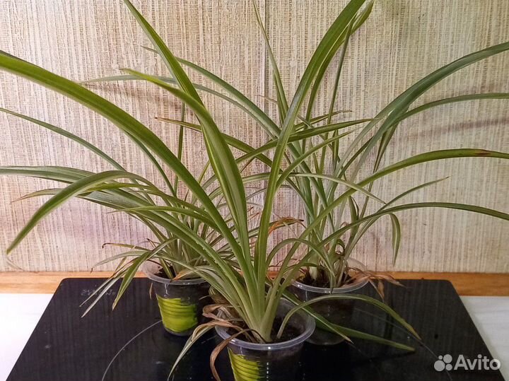 Комнатные цветы