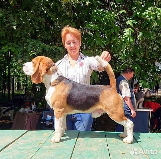 Кобель бигля для вязки