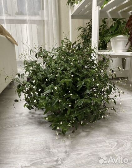 Традесканция фата невесты