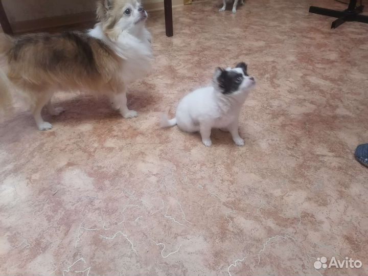 Щенки чихуахуа девочка длинношерстные