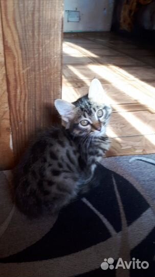 Кошки в добрые руки бесплатно