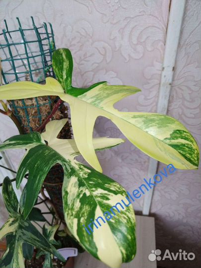 Филодендрон