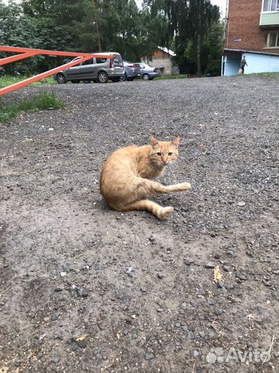 Котик очень ищет дом