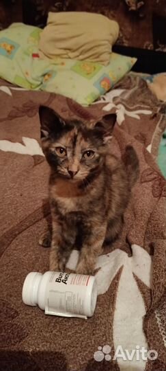 Отдам котят