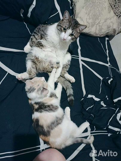 Кошки в добрые руки