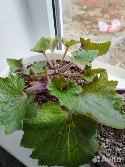 Комнатные цветы