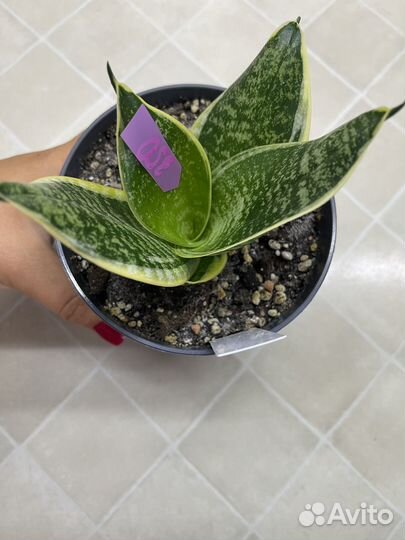 Сансевиерия ханни