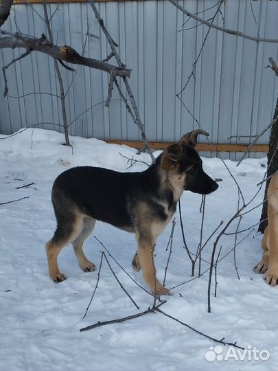 Щенок в добрые руки