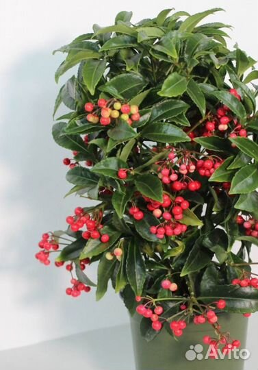 Ардизия Grenata