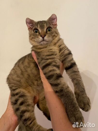 Котенок-девочка