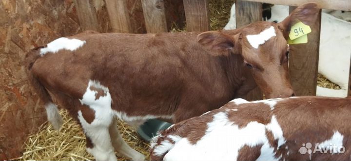 Телята с бесплатной доставкой к вам