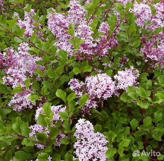 Живучка Сирень карликовая Стефанандра