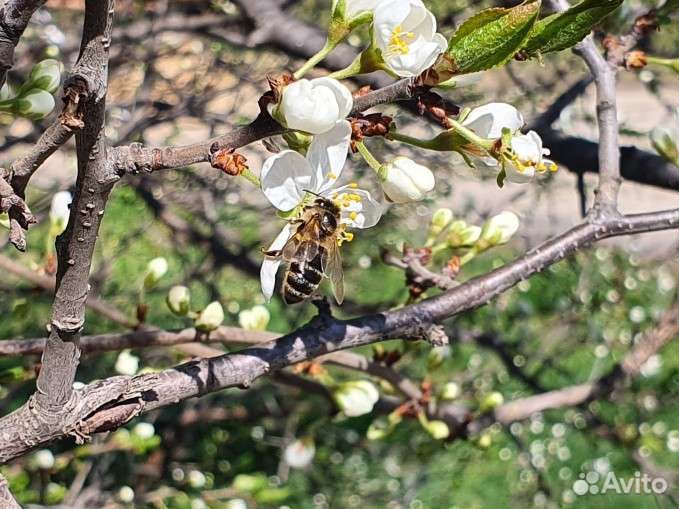 Мёд Цветочный 