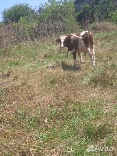 Бычки телки