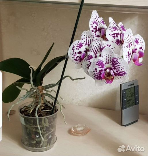 Орхидея бабочка