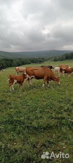 Продажа крс