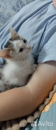 Отдам котят (мальчики)