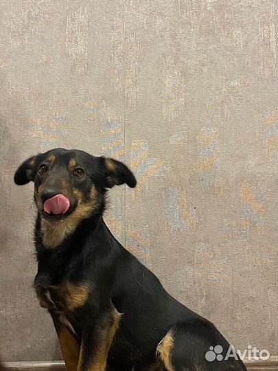 Маленькая собака