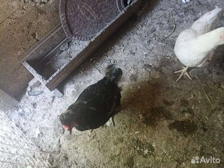 Петушки,курочки,циплята