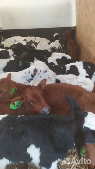 Бычки на доращивание