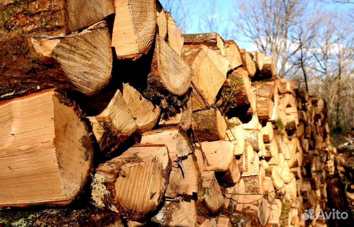 Дрова Береза