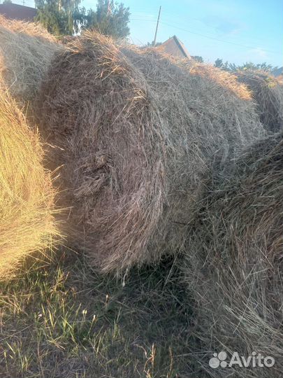 Сено в рулонах 2023