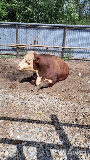 Продаю сено или меняю на с /х животных