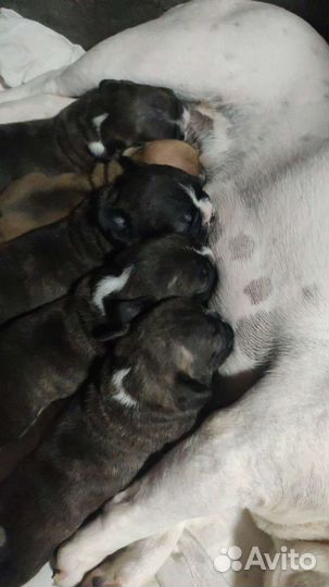 Маленькая собака