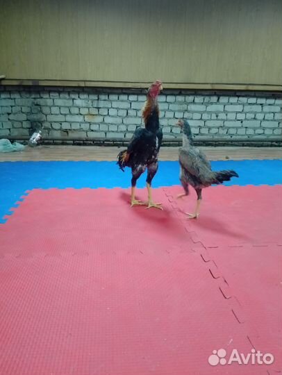 Бойцовые петухи о шамо