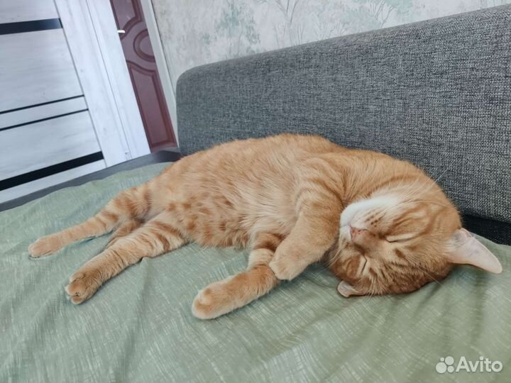 Отдадим кота в добрые руки