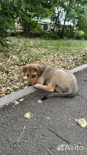 Щенки в добрые руки