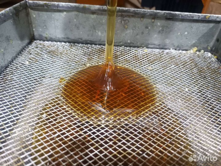 Мед Алтайский 2023 года