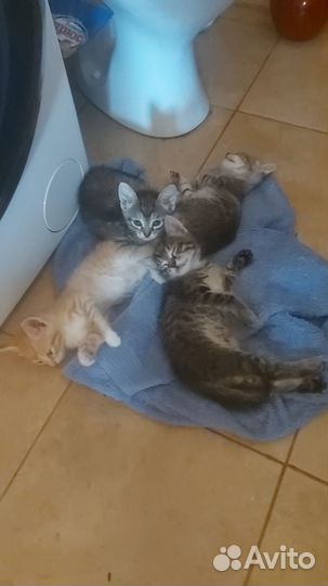 Котята в добрые руки бесплатно