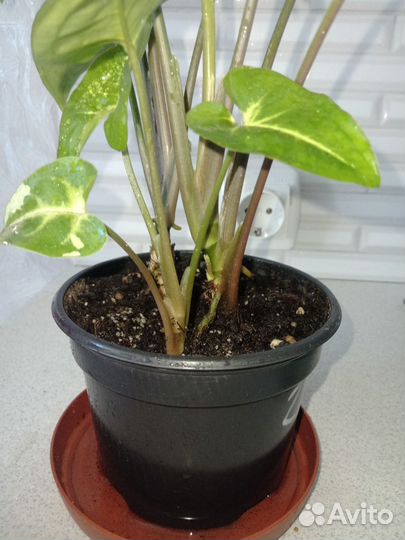 Комнатные растения цветы. Сингониум Панда