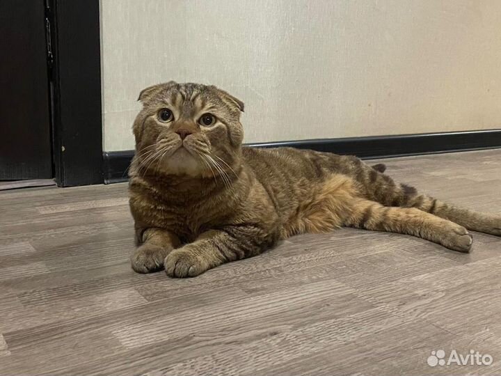 Шотландский кот вязка