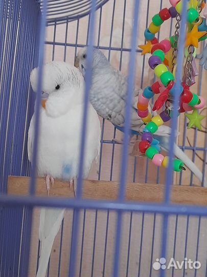 Волнистый попугай