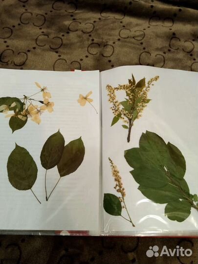 Гербарий в школу