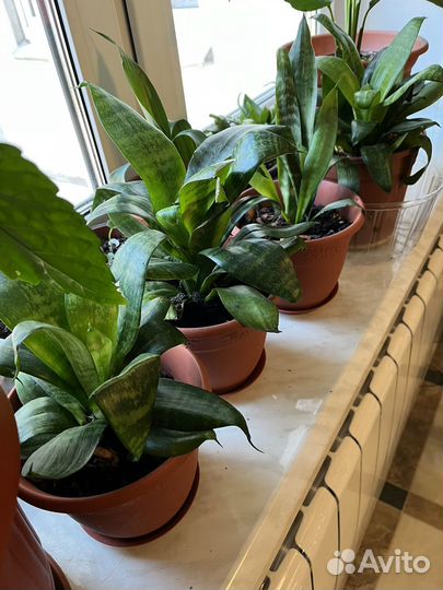 Сансевиерия