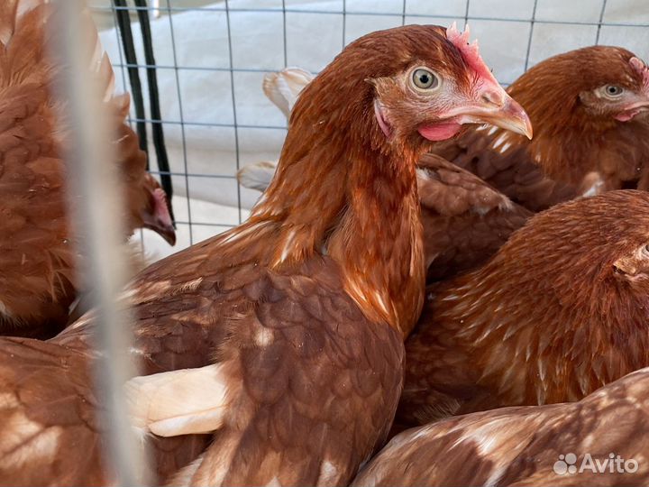 Куры несушки. Оптом. Доминант