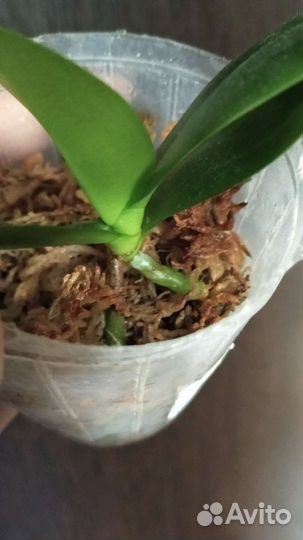 Орхидея Бронзовый будда детка