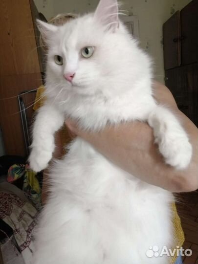 Стрижка кошекГрумер на выезде к клиенту